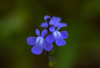 Image showing Blue Toadflax (Linaria canadensis)