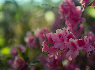 Image showing Japanese Camellia