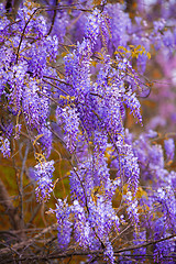 Image showing Wisteria