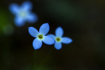 Image showing Azure Bluet