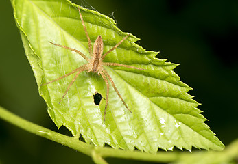 Image showing Spider