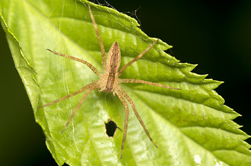 Image showing Spider