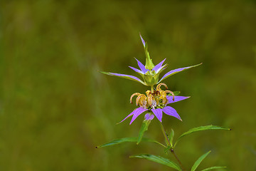 Image showing Spotted Bee-balm (Monarda punctata)