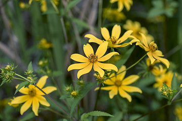 Image showing Bearded Beggartick (Bidens aristosa)