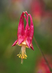 Image showing Aquilegia canadensis