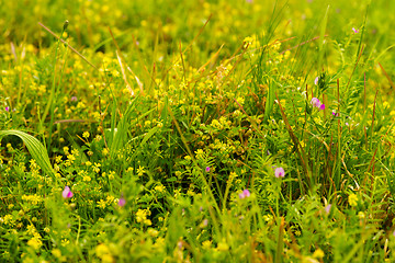 Image showing Weeds