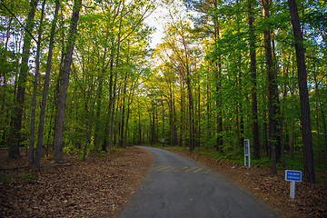 Image showing Trees