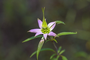 Image showing Spotted Bee-balm (Monarda punctata)