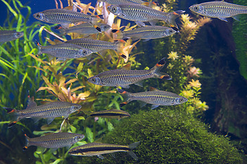 Image showing Fishes in aquarium