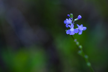 Image showing Blue Toadflax