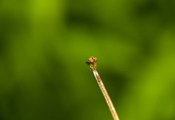 Image showing Robbery Fly