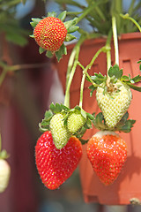 Image showing Strawberry plants