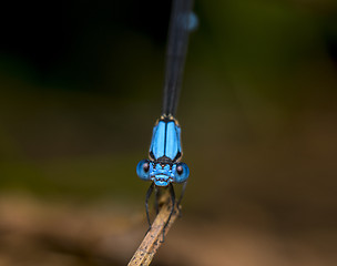 Image showing Damselfly