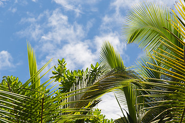 Image showing palm trees over blue sky