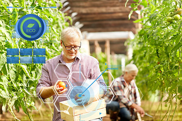 Image showing old man picking tomatoes up at farm greenhouse