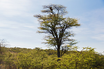 Image showing leopard on top of tree in savannah at africa