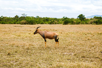 Image showing topi antelope grazing in savannah at africa