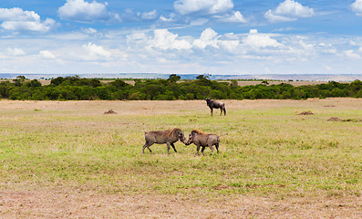 Image showing warthogs fighting in savannah at africa