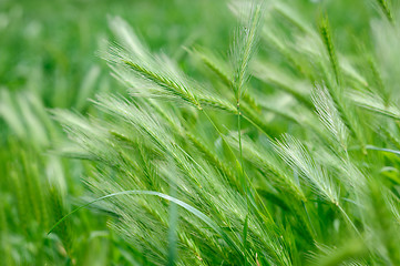 Image showing green rass spikes background