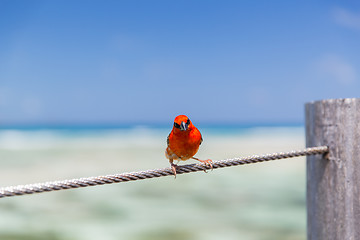 Image showing red fody sitting on rope at seaside