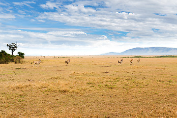 Image showing eland antelopes grazing in savannah at africa