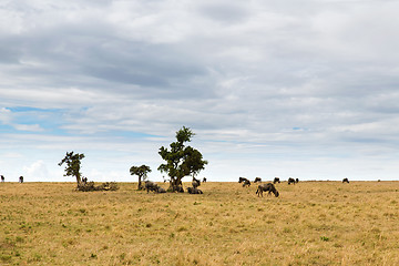 Image showing wildebeests grazing in savannah at africa