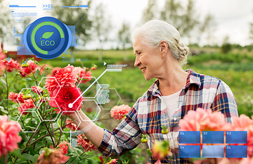 Image showing senior woman with flowers at summer garden