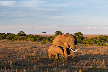 Image showing elephant with baby or calf in savannah at africa