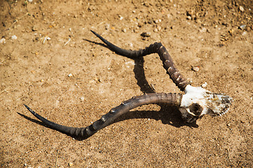 Image showing impala antelope skull with horns on ground