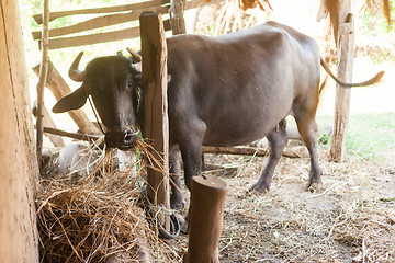 Image showing Domesticated buffalo