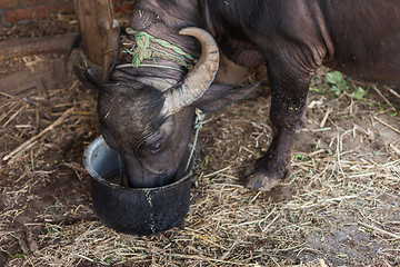 Image showing Buffalo eating