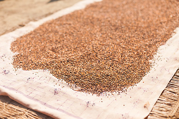 Image showing Pulses drying in the sun