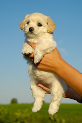 Image showing Holding sweet puppy in hands