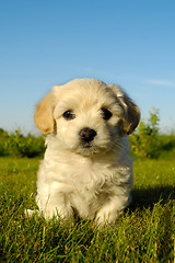 Image showing Bichon Havanais puppy dog