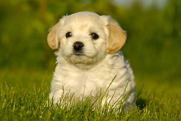 Image showing Bichon Havanais puppy dog