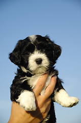 Image showing Small puppy in hand