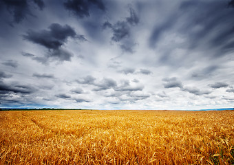 Image showing wheat