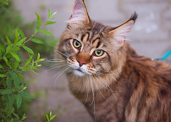 Image showing Maine Coon on grass in garden