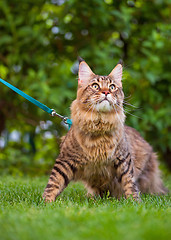 Image showing Maine Coon on grass in garden