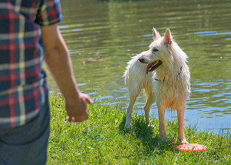 Image showing Big wet white dog at park