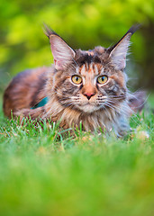 Image showing Maine Coon on grass in garden