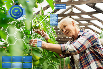 Image showing senior woman growing tomatoes at farm greenhouse