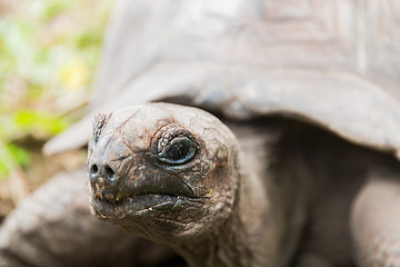 Image showing close up of giant tortoise outdoors
