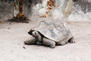 Image showing giant tortoise outdoors on seychelles