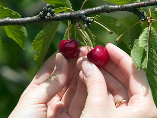 Image showing Harvesting cherry