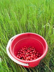 Image showing Red cherry bucket in green field