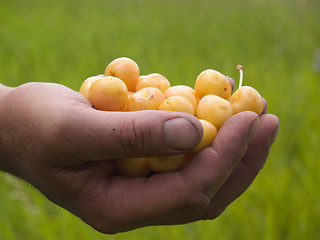 Image showing Giving cherries