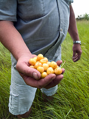 Image showing Farmer with cherry