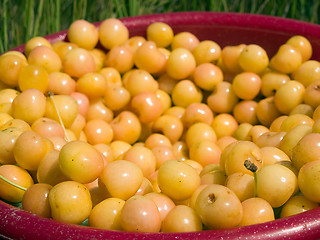 Image showing Bucket of cherries