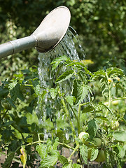 Image showing Watering a plant